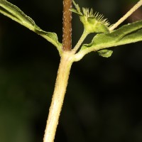 Eclipta prostrata (L.) L.